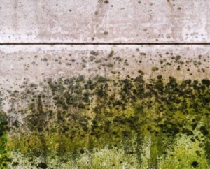 Mold on wall